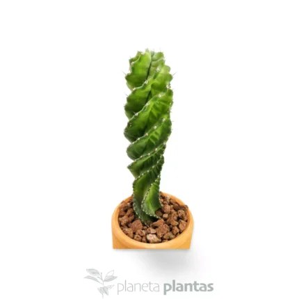 Cereus Forbesii Spiralis — foto principale