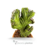Cereus Peruvianus Monstruosa Cristata — foto principale
