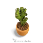 Cereus Peruvianus Monstruosa Cristata — altra vista