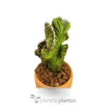 Cereus Peruvianus Monstruosa Cristata — vista dall'alto
