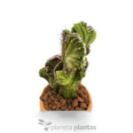 Cereus Peruvianus Monstruosa Cristata — vista dettaglio