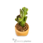Cereus Peruvianus Monstruosa Cristata — vista laterale