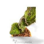 Cereus Peruvianus Monstruosa Cristata — immagine aggiuntiva