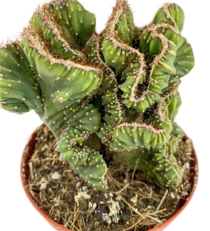 Collezione di cactus a spirale - (Cereus Forbesii) — foto principale