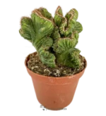 Collezione di cactus a spirale - (Cereus Forbesii)