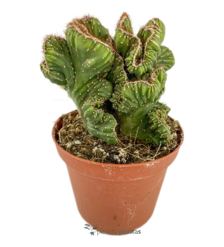 Collezione di cactus a spirale - (Cereus Forbesii)