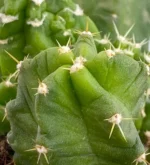 Echinocereus viereckii — vista laterale