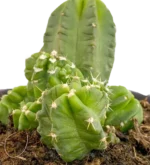 Echinocereus viereckii — vista dettaglio