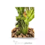 Cereus Peruvianus Monstruosa Cristata MOD023 — vista dettaglio