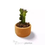 Cereus Peruvianus Monstruosa Cristata MOD023