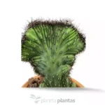 Cereus Peruvianus Monstruosa Cristata MOD024 — vista dettaglio