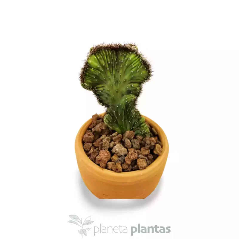 Cereus Peruvianus Monstruosa Cristata MOD024
