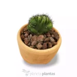 Cereus Peruvianus Monstruosa Cristata MOD025 — foto principale