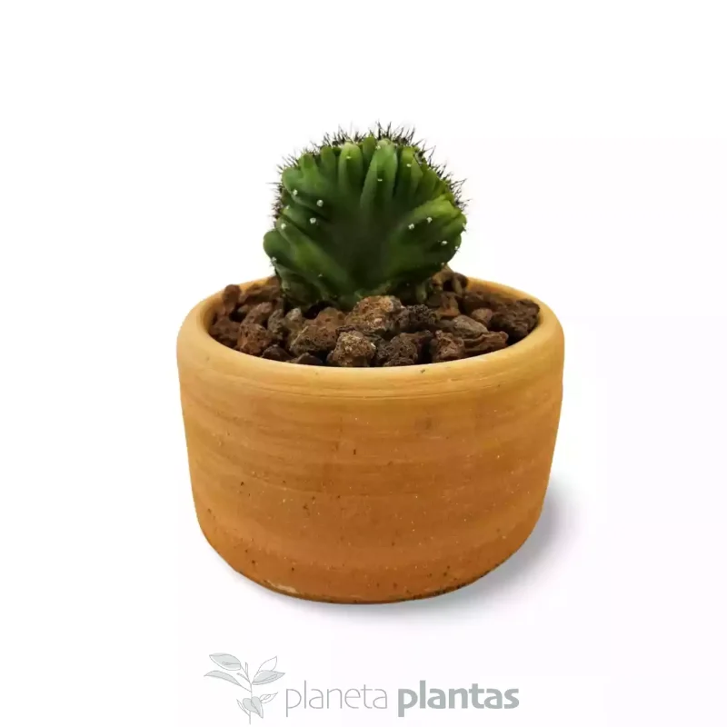 Cereus Peruvianus Monstruosa Cristata MOD025
