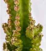 Castello di Adas - (Cereus Tetragonus) — foto principale