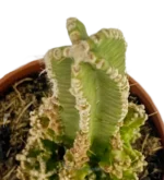 Castello di Adas - (Cereus Tetragonus) — vista dettaglio