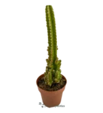 Castello di Adas - (Cereus Tetragonus)