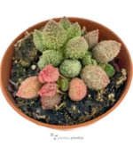 Adromischus marianae herrei - Baccello di scoiattolo — foto principale