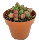 Adromischus marianae herrei - Baccello di scoiattolo