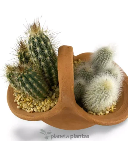 Set di cestini di cactus — foto principale