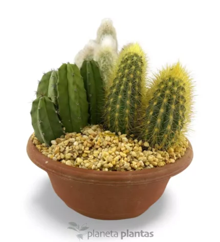 Set di colonne di cactus