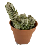 Pagoda d'avorio di Crassula