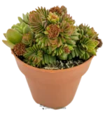 Crassula Estagnol