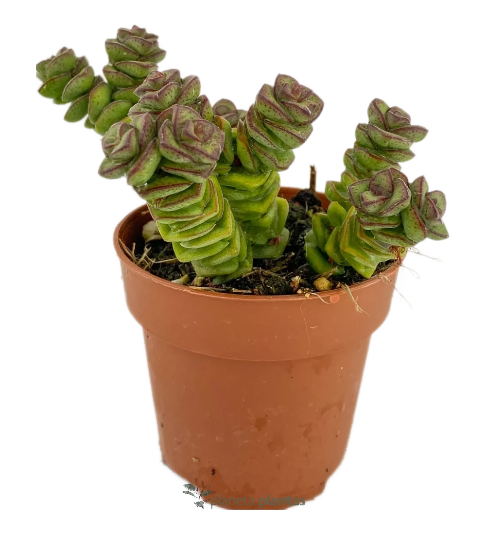 Crassula Jade Necklace Collana di giada - (Collana di giada di Crassula)