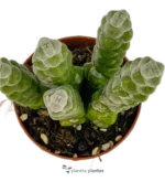 Crassula Moonglow — foto principale
