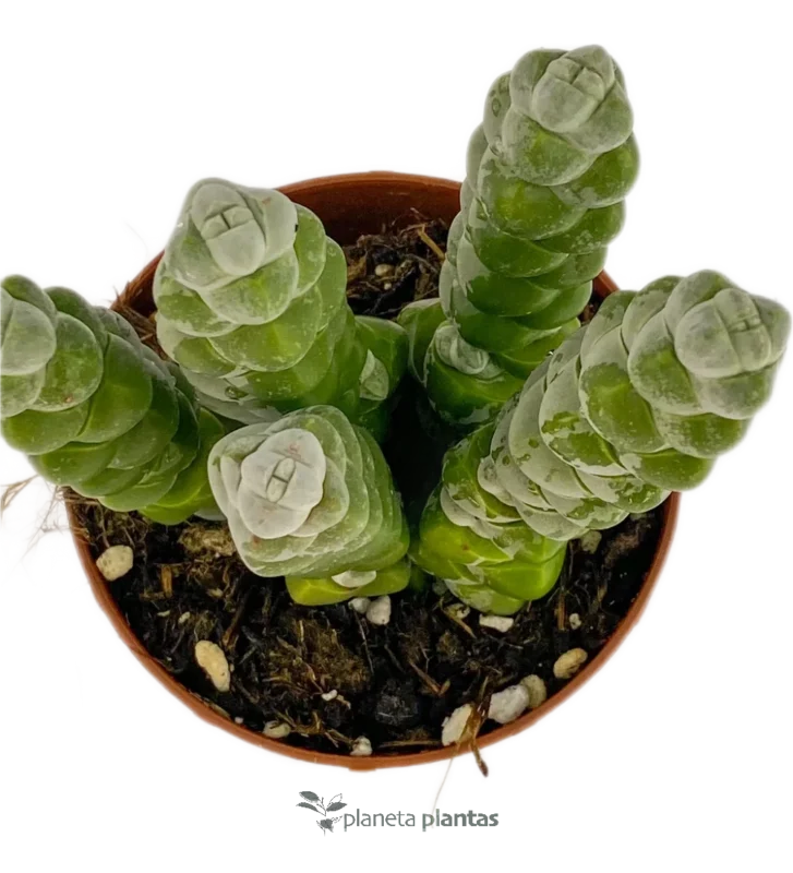 Crassula Moonglow — foto principale