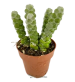 Crassula Moonglow — vista dettaglio