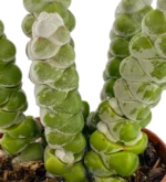 Crassula Moonglow — vista laterale