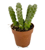 Crassula Moonglow