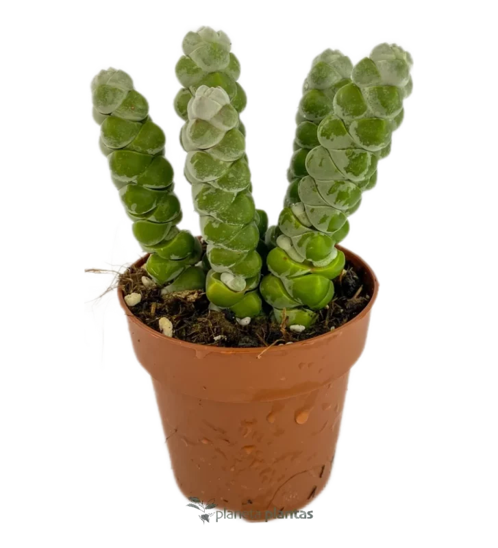 Crassula Moonglow