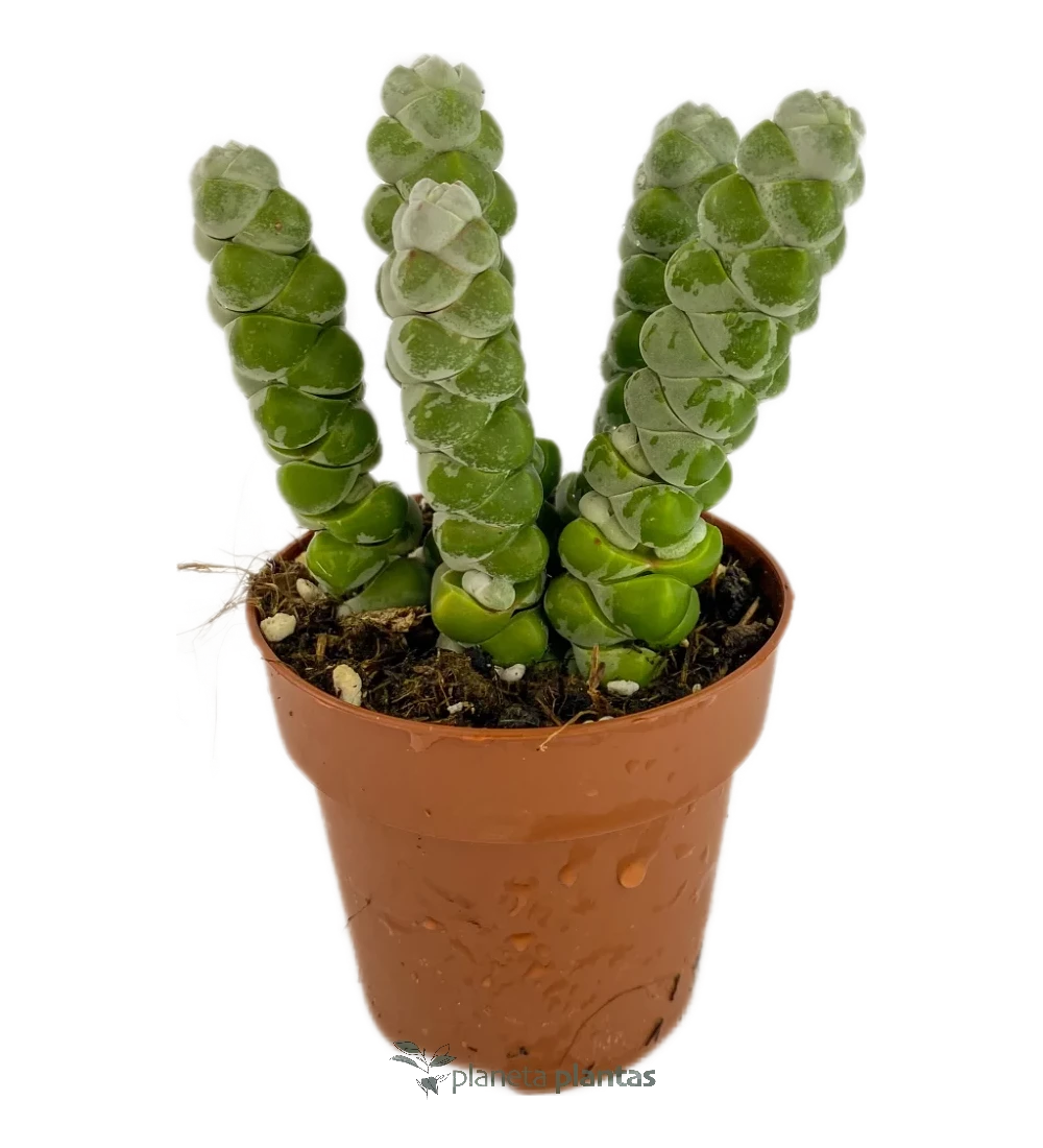 Crassula Moonglow Crassula Moonglow