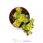 Crassula perforata variegata — vista dettaglio