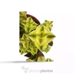 Crassula perforata variegata — foto principale