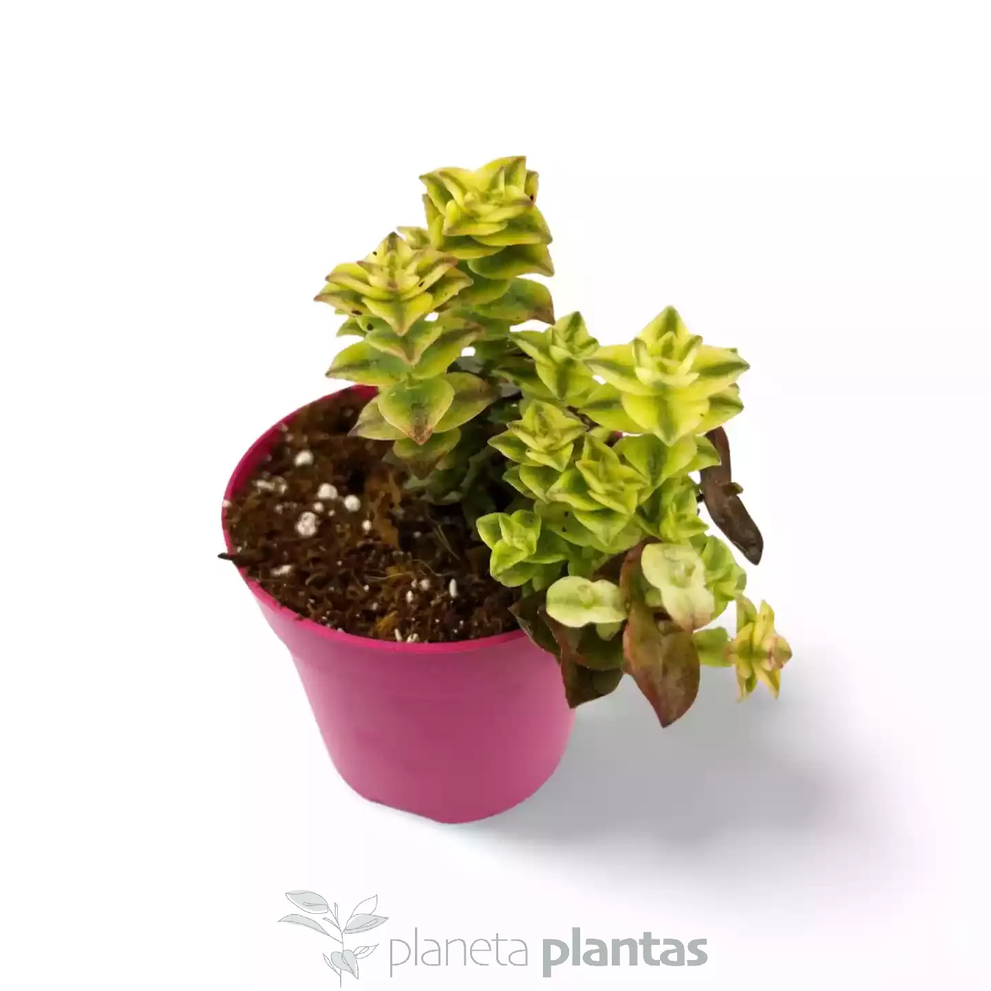 Crassula Perforata Variegada Crassula perforata variegata