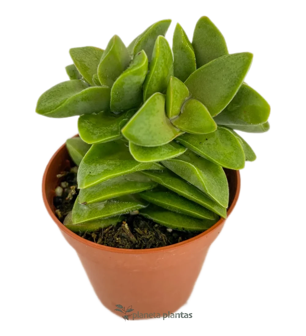 Crassula Spring Time-mod1 Crassula Primavera Mod B