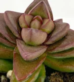 Crassula Primavera Mod C — foto principale