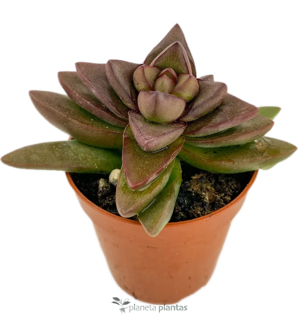 Crassula Spring Time-mod2 Crassula Primavera Mod C