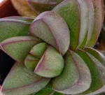 Crassula Primavera Mod A — foto principale