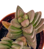 Crassula Primavera Mod A — vista dettaglio