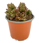 Crassula Primavera Mod A