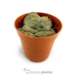 Crassula hemisphaerica
