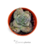 Crassula hemisphaerica — foto principale