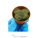 Crassula hemisphaerica — vista dettaglio