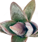 Pianta della moneta - (Crassula Perfoliata Var. Falcata) — foto principale