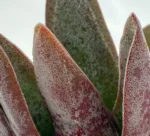 Pianta della moneta - (Crassula Perfoliata Var. Falcata) — vista dettaglio