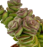 Collana di perle - (Crassula Perforata) — foto principale